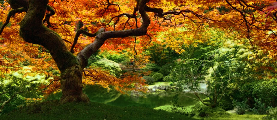 amazing fall tree