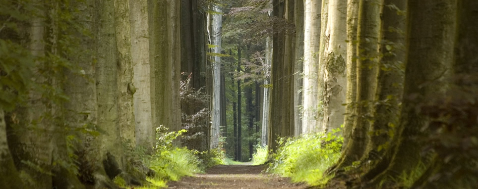 path through old growth forest